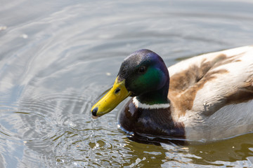 Mallard anas platyrhynchos duck swims in the pond. Sunny day.