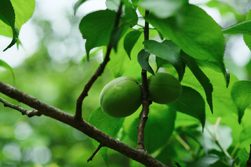 青葉と梅の実。Young green ume or plum fruit on a tree, spring time Japan
