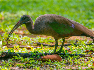 Hadada Ibis walking on lawn (Kuala Lumpur, Malaysia)