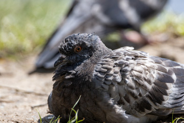 A detailed view of a pigeon in a park.