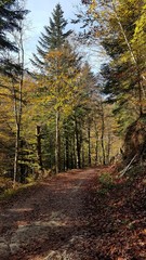 Tortuoso camino de Otoño en el bosque de Irati, Navarra