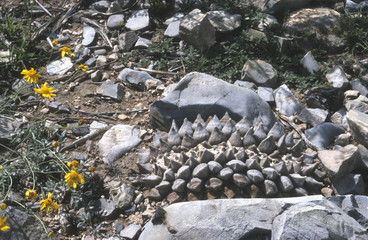 Ariocarpus retusus Cristate in Mexico