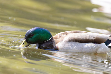 Mallard anas platyrhynchos duck swims in the pond. Sunny day.