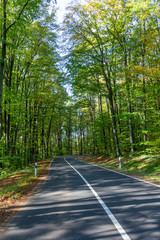 scenic road through the forest