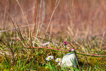 Daisies or bellis perennis with plastic waste on a covered landfill in northwest Germany © SoilPaparazzi