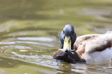Mallard anas platyrhynchos duck swims in the pond. Sunny day.