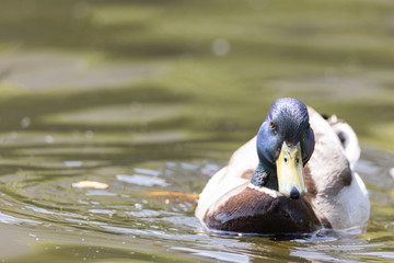 Mallard anas platyrhynchos duck swims in the pond. Sunny day.