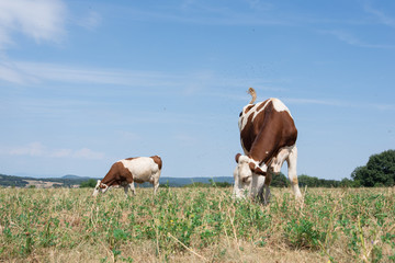 Fototapeta na wymiar des vaches broutant dans un pré sec en été. L'herbe est sèche. Sécheresse et canicule