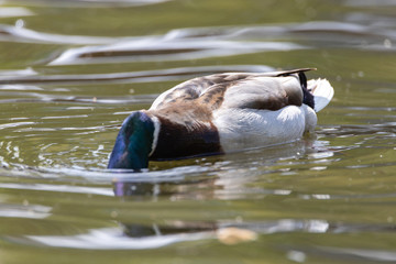 Mallard anas platyrhynchos duck swims in the pond. Sunny day.