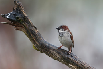 Haussperling im Garten