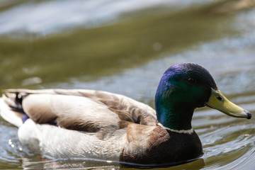 Mallard anas platyrhynchos duck swims in the pond. Sunny day.