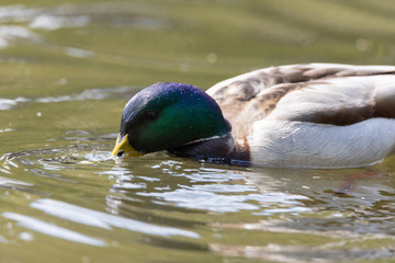 Obraz premium Mallard anas platyrhynchos duck swims in the pond. Sunny day.