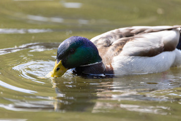 Mallard anas platyrhynchos duck swims in the pond. Sunny day.