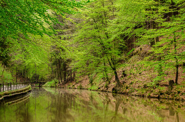 Fototapeta na wymiar green large trees in the park, which are reflected in the river. along the water path