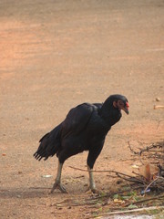 tired hen