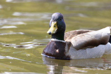 Mallard anas platyrhynchos duck swims in the pond. Sunny day.