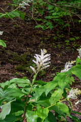 A picture of some maianthemum racemosum flowers.      Vancouver BC Canada
