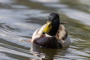 Mallard anas platyrhynchos duck swims in the pond. Sunny day.