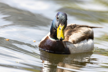Mallard anas platyrhynchos duck swims in the pond. Sunny day.