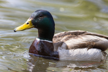 Mallard anas platyrhynchos duck swims in the pond. Sunny day.