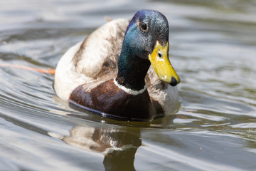 Mallard anas platyrhynchos duck swims in the pond. Sunny day.