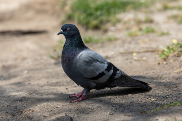 A detailed view of a pigeon in a park.