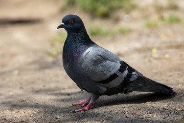 A detailed view of a pigeon in a park.