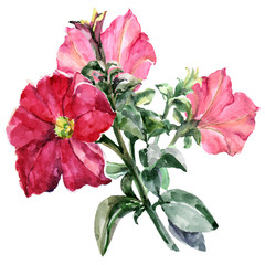 Watercolor red petunia with leaves on black background. Illustration for card.