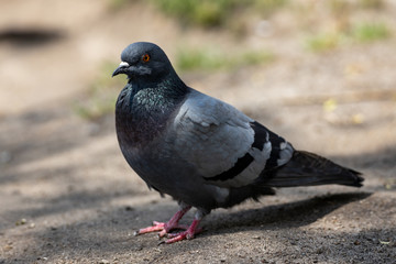 A detailed view of a pigeon in a park.