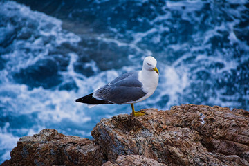Gaviota en el mar