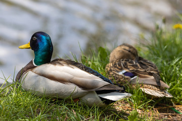 Male and female Mallard anas platyrhynchos ducks on the shore of a pond.