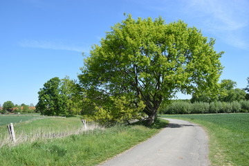 Große Eiche neben einem Radfahrweg