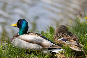 Male and female Mallard anas platyrhynchos ducks on the shore of a pond.
