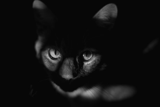 Cat looking camera in black and white