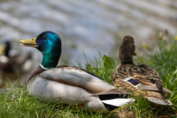 Male and female Mallard anas platyrhynchos ducks on the shore of a pond.