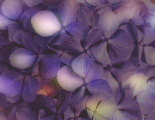 Obraz na płótnie Canvas Purple floral background