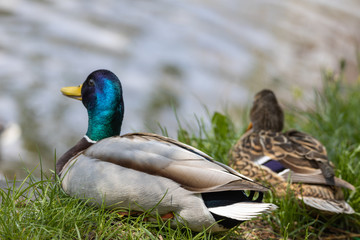 Male and female Mallard anas platyrhynchos ducks on the shore of a pond.