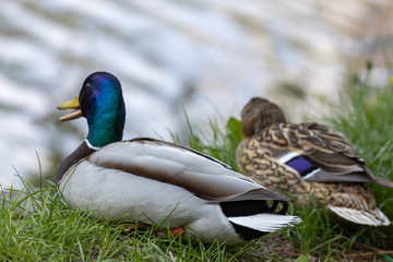 Male and female Mallard anas platyrhynchos ducks on the shore of a pond.
