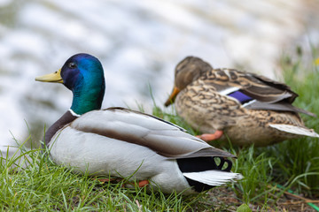 Male and female Mallard anas platyrhynchos ducks on the shore of a pond.