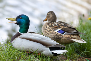 Obraz premium Male and female Mallard anas platyrhynchos ducks on the shore of a pond.