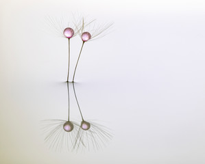 colored waterdrops on the pappus of a dandelion