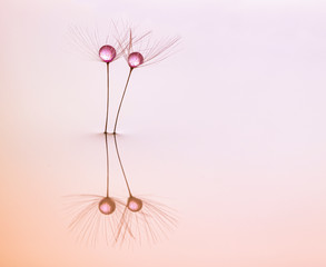 art photo of colored waterdrops on the pappus of a dandelion