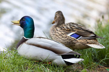 Male and female Mallard anas platyrhynchos ducks on the shore of a pond.