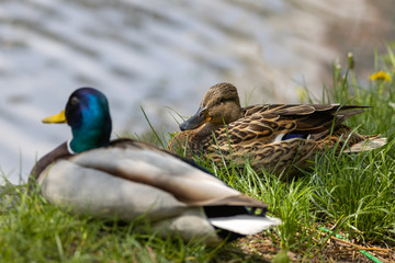Male and female Mallard anas platyrhynchos ducks on the shore of a pond.