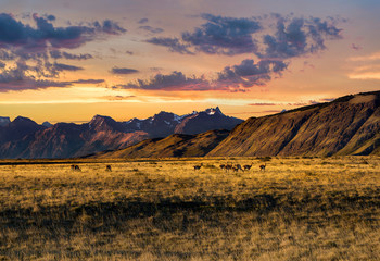 Beautiful wildlife at sunset - Guanaco herd on open Patagonian grasslands with Andes mountains in background