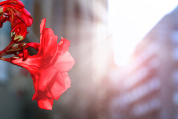 Red flower in the city. Morning light. Trendy toning