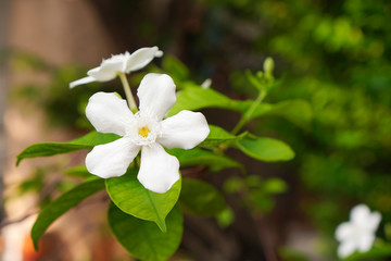 Obraz na płótnie Canvas White Jasmine flower in the greenery garden ,symbolic of Mother's day ,selective focus 