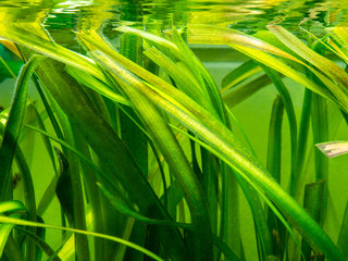 detail of a Vallisneria gigantea freshwater aquatic plant in a fish tank © juancajuarez