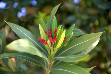 traditional flowers of Greece. from the island of Skopelos. simple and humble, by nature. organic without fertilizer and spraying