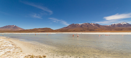 Pink flamingos at Hedionda Lagoon, in Bolivia
